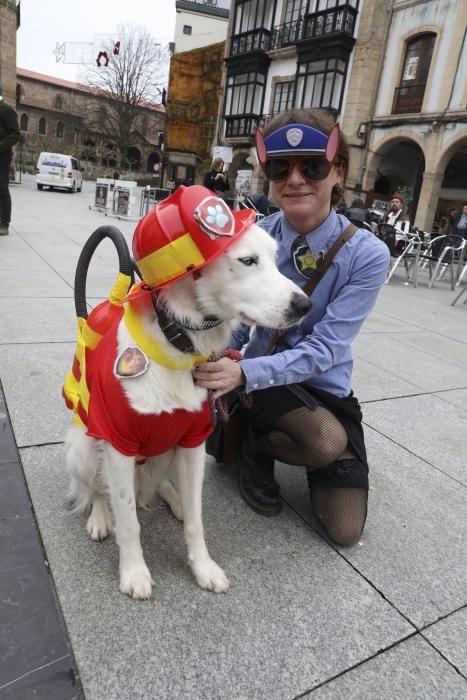 Mascotas disfrazas en Avilés