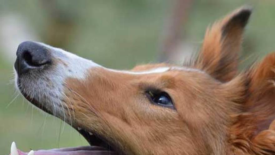 Los defensores de las mascotas exigen ahora penas más duras contra el maltrato animal