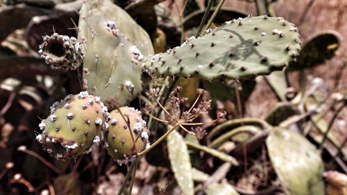 Plaga de cochinilla en pencas del Suroeste