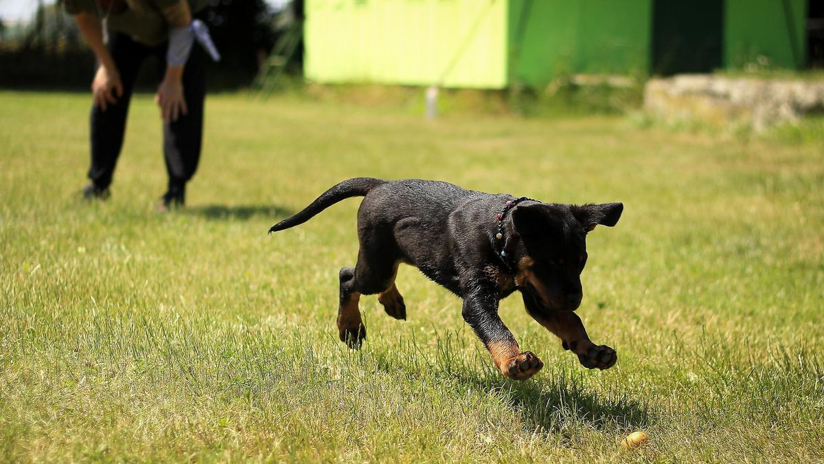 CURSO TENER PERRO | Todo lo que se sabe hasta ahora del nuevo curso para tener perro