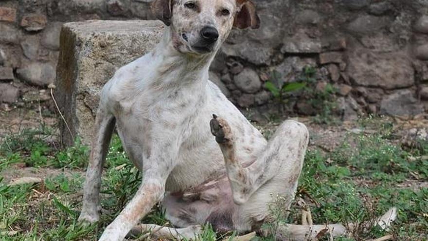 Mi perro toca la guitarra