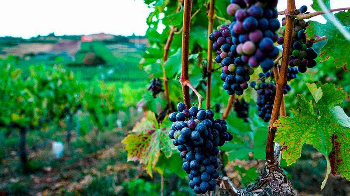 Cepas centenarias de los viñedos de Suertes del Marqués