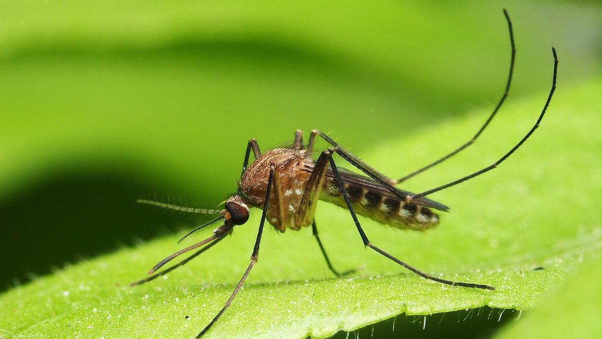 EXPANSIÓN MOSQUITOS | El mosquito tigre avanza imparable en Europa: ya está en 16 países, el doble que hace doce años