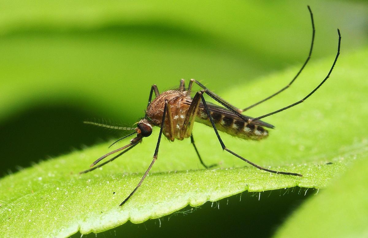 La expansión del mosquito tigre continúa a lo largo de Europa