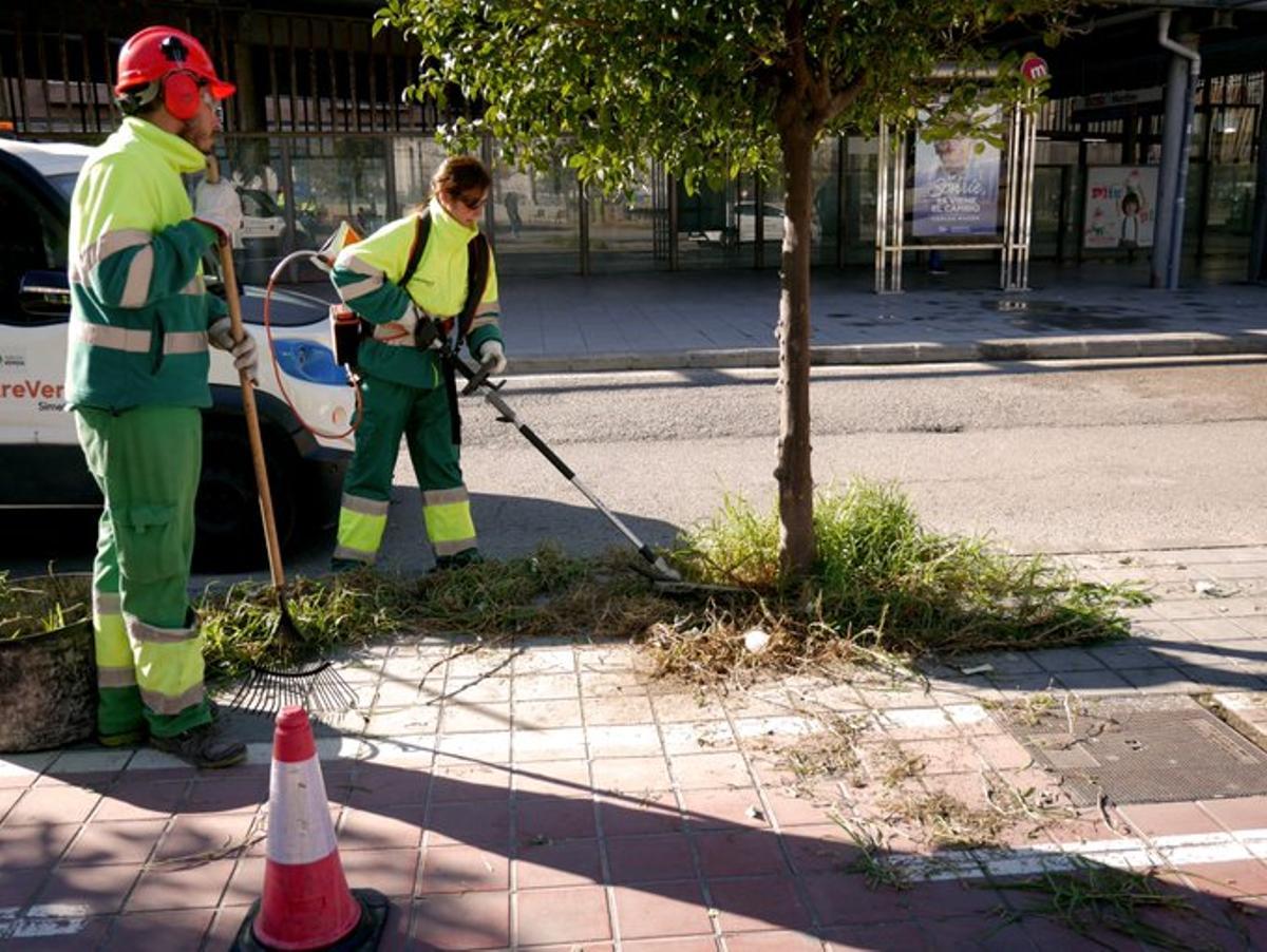 Parte de la vegetación se tritura y se deja como sustrato.