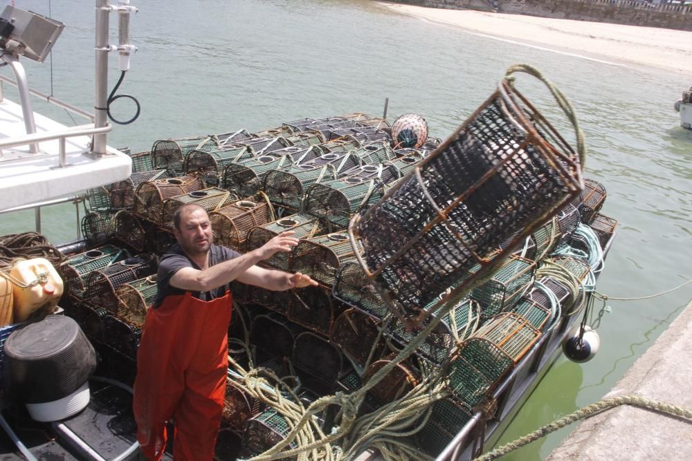 Por las lonjas de O Morrazo han pasado 400.000 kilos y 2,5 millones de euros.