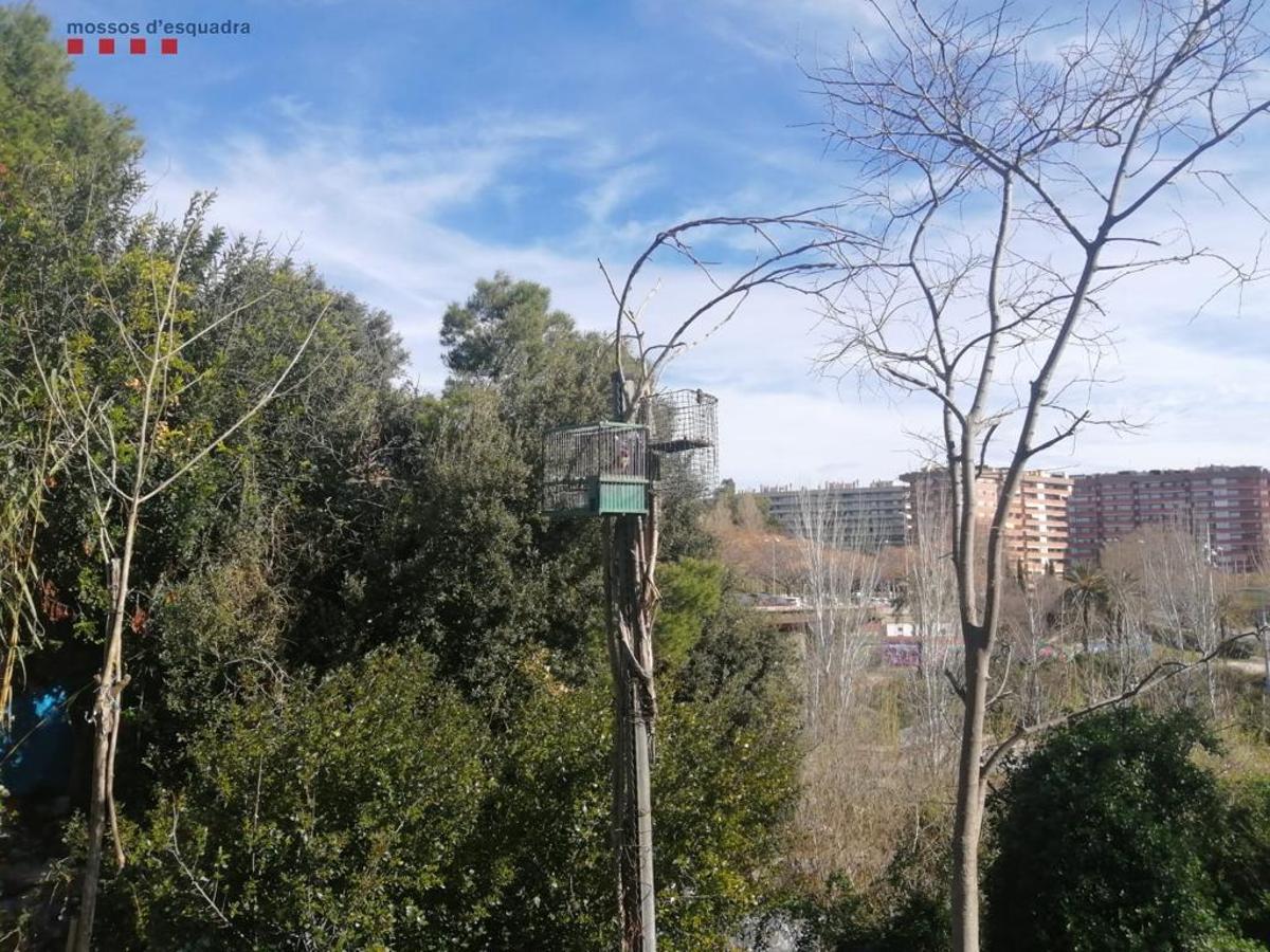 El cazador atrapado en L'Hospitalet de Llobregat ponía jaulas en los árboles de un parque para atraparles. 