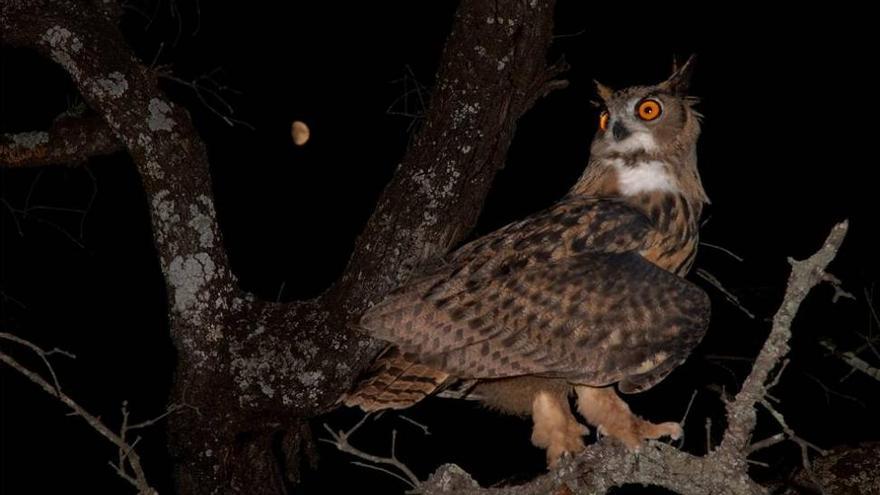 'Nocturnia' invita a conocer de cerca aves de difícil avistamiento