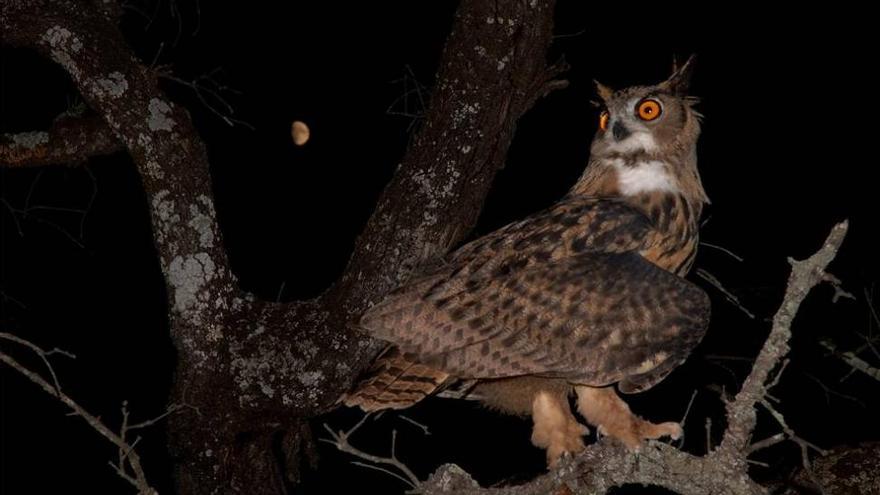 &#039;Nocturnia&#039; invita a conocer de cerca aves de difícil avistamiento