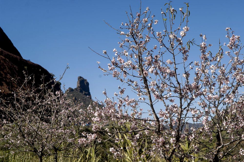 Fiesta del Almendro en Flor en Tejeda