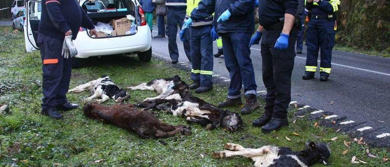 Veterinarios de la Xunta y personal del Concello de Cuntis, ayer, con terneros muertos. // Bernabé / Adrián Rei