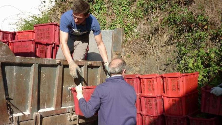 Adrián García descarga las cajas de uva.