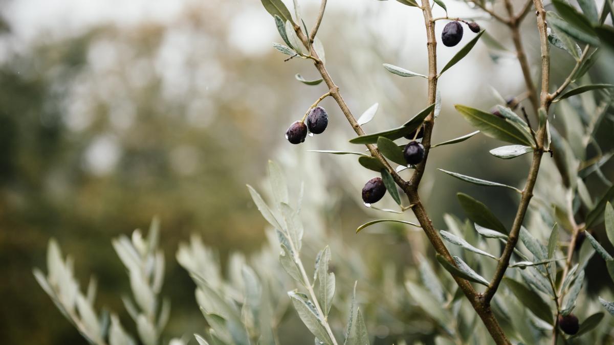 El precio del aceite de oliva, al alza por la sequía