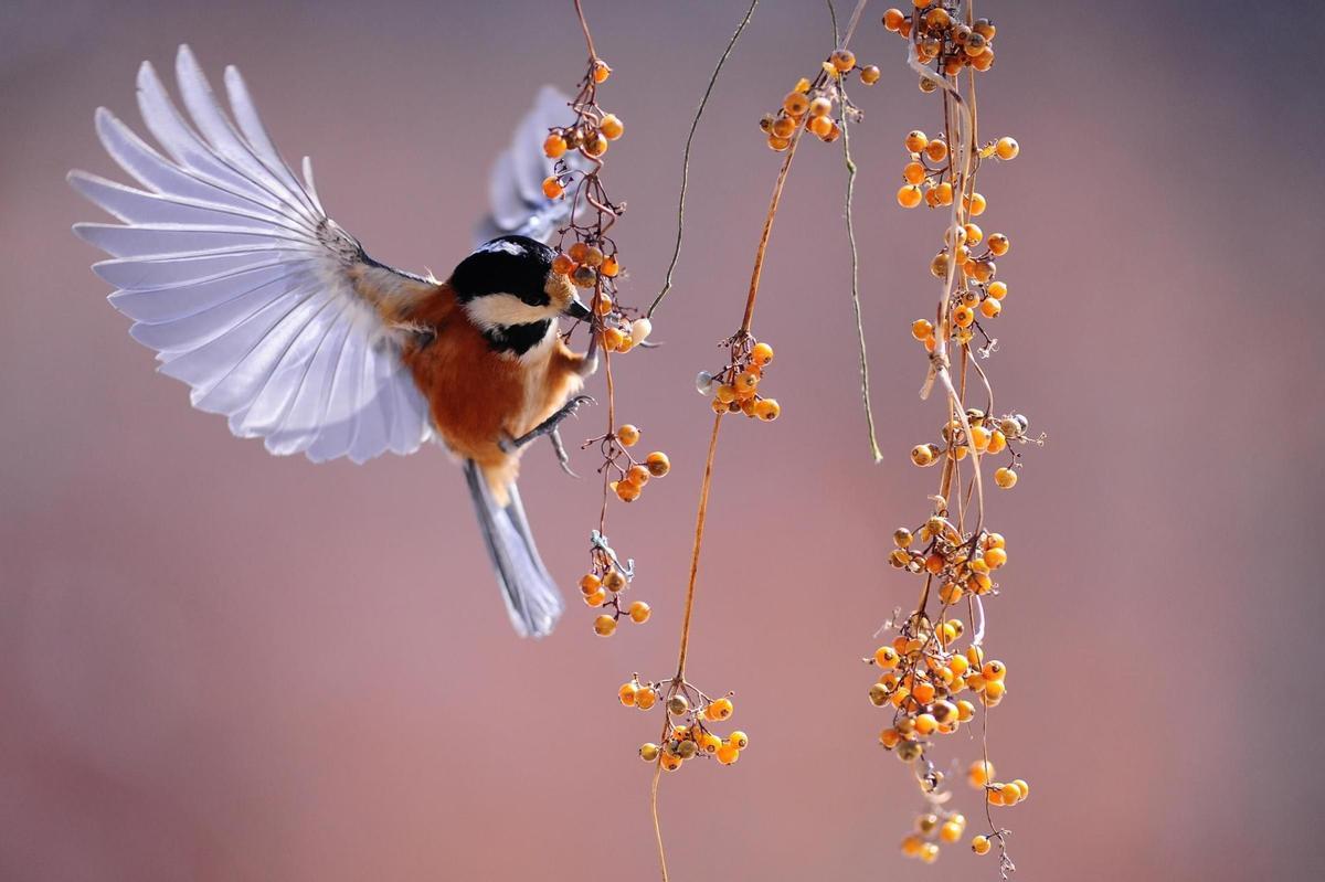 Las aves aportan bienestar