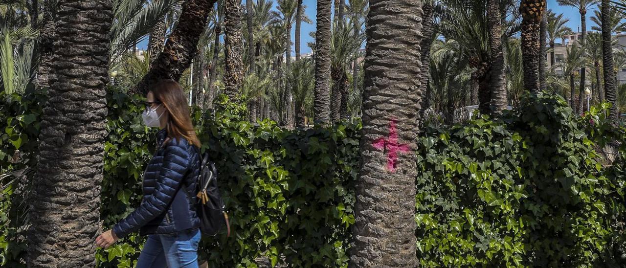 Una palmera de un huerto de Elche antes de ser talada, en imagen reciente. | ANTONIO AMORÓS