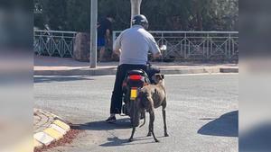 El conductor del ciclomotor llevaba enganchado al perro con la correa, obligándolo a correr tras él.