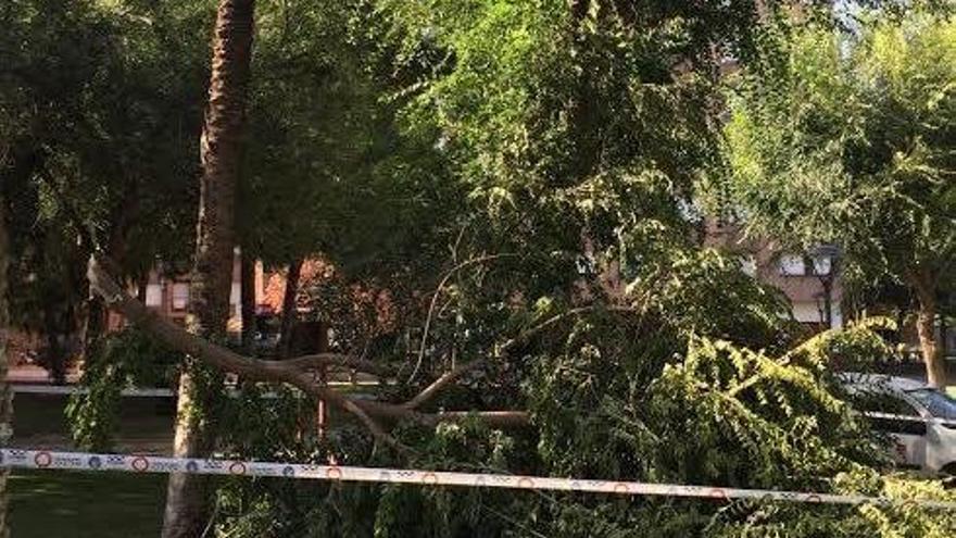 Acordonan el Jardín Bohemia de Santa María de Gracia por la caída de una rama