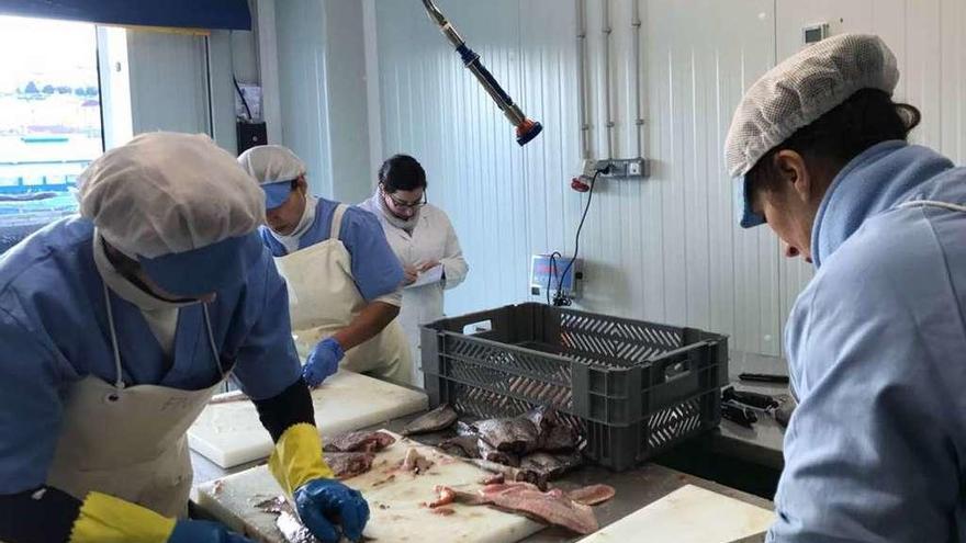 Empleadas de una firma gallega preparan pescado para su venta.