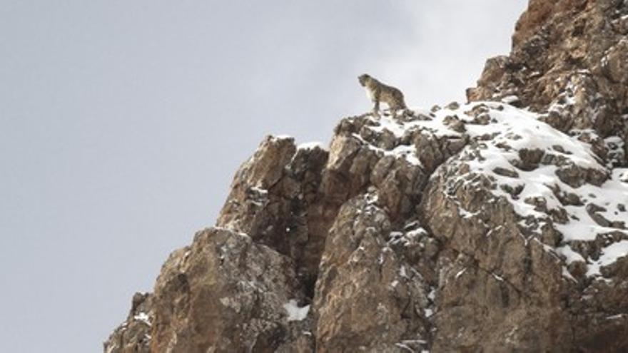 El leopardo de las nieves