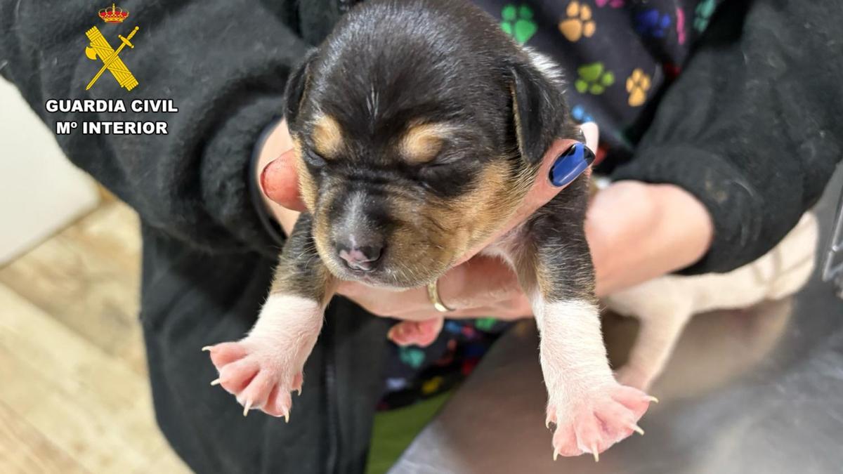 VÍDEO | Investigado por tirar cuatro cachorros de perro a un contenedor de basura en Caspe