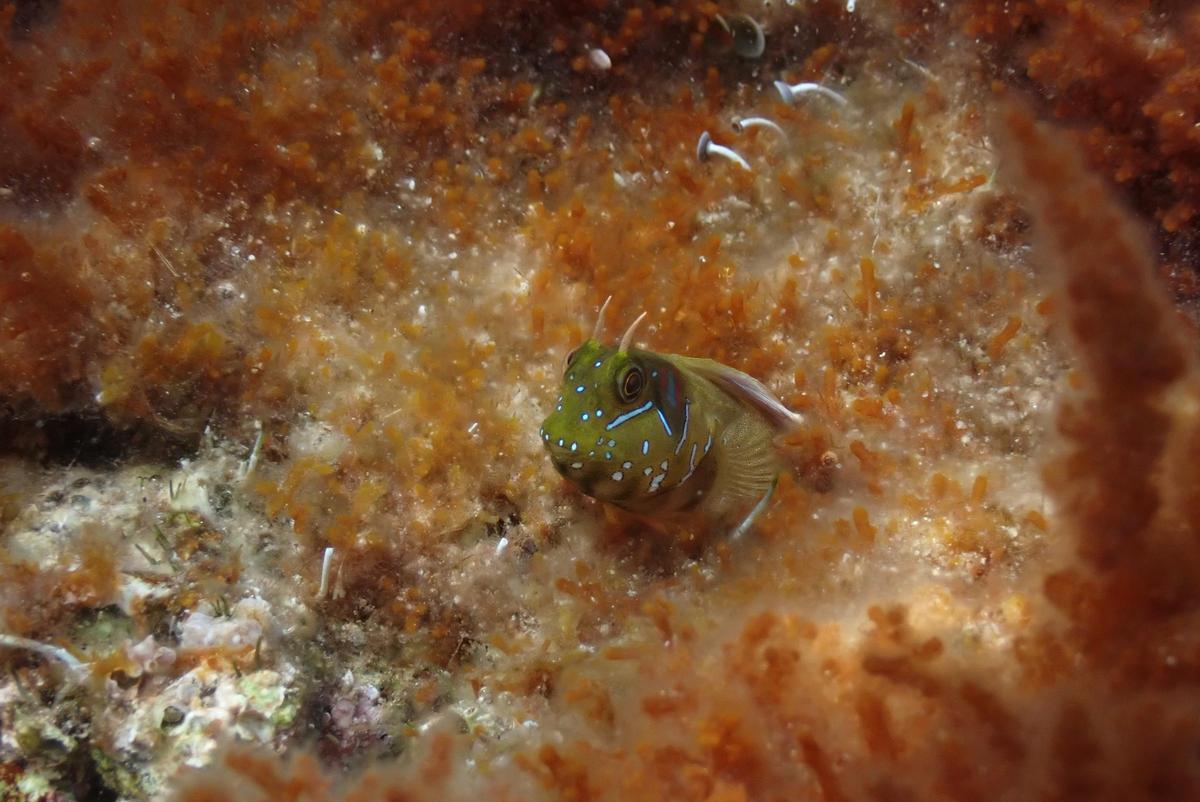 Un dormilega (aidablennius sphynx) en el fondo marino en el Garraf, en una de las observaciones dirigida por el CEM.