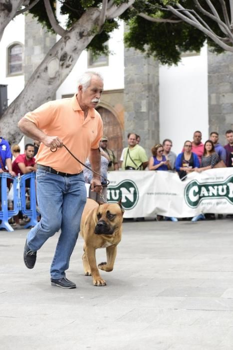 Celebración del I Certamen Nacional de perro ...