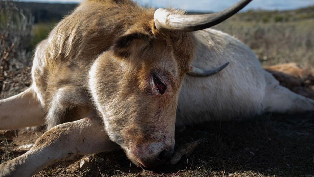 La madre presenta los ojos destrozados por los picotazos de los buitres. | Emilio Fraile