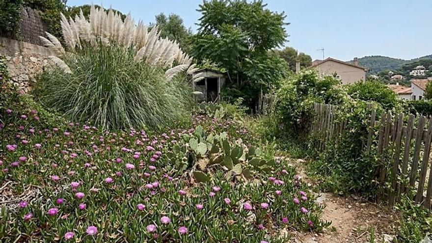 Visita a 1.000 jardins de Begur, Palafrugell, Pals i Regencós per eradicar plantes invasores