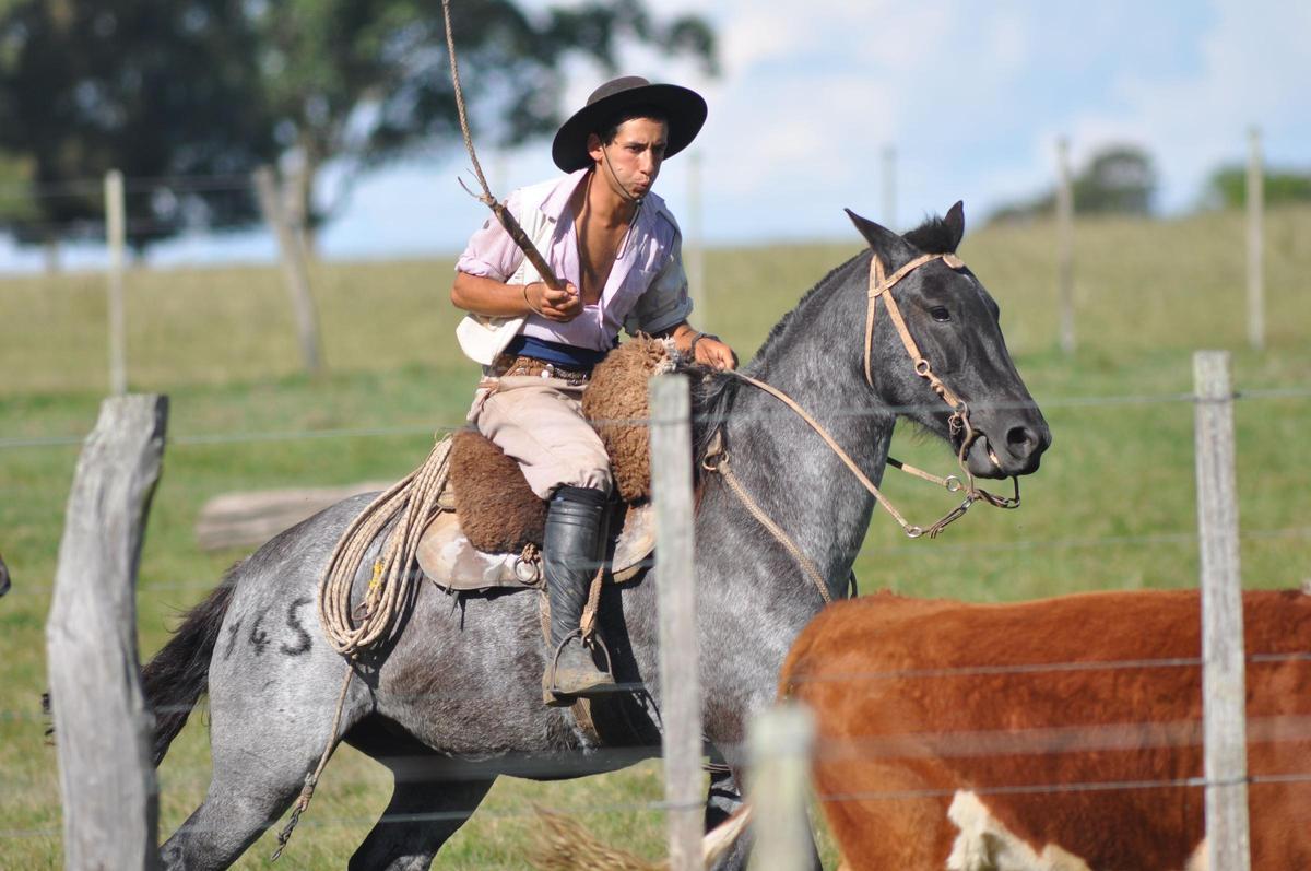 Los caballos pueden oler el miedo, confirman los científicos