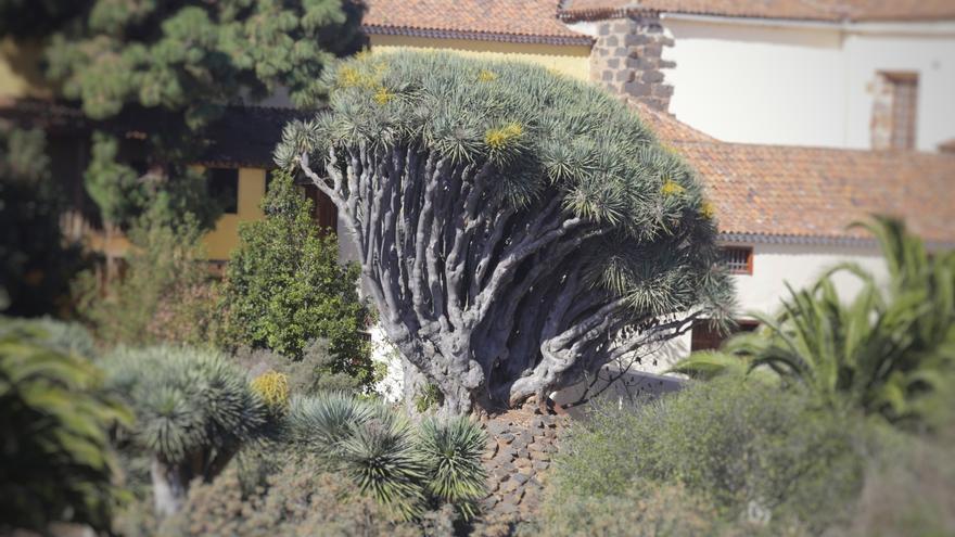 La UTE Jardines La Laguna mantendrá los espacios verdes por 13,4 millones