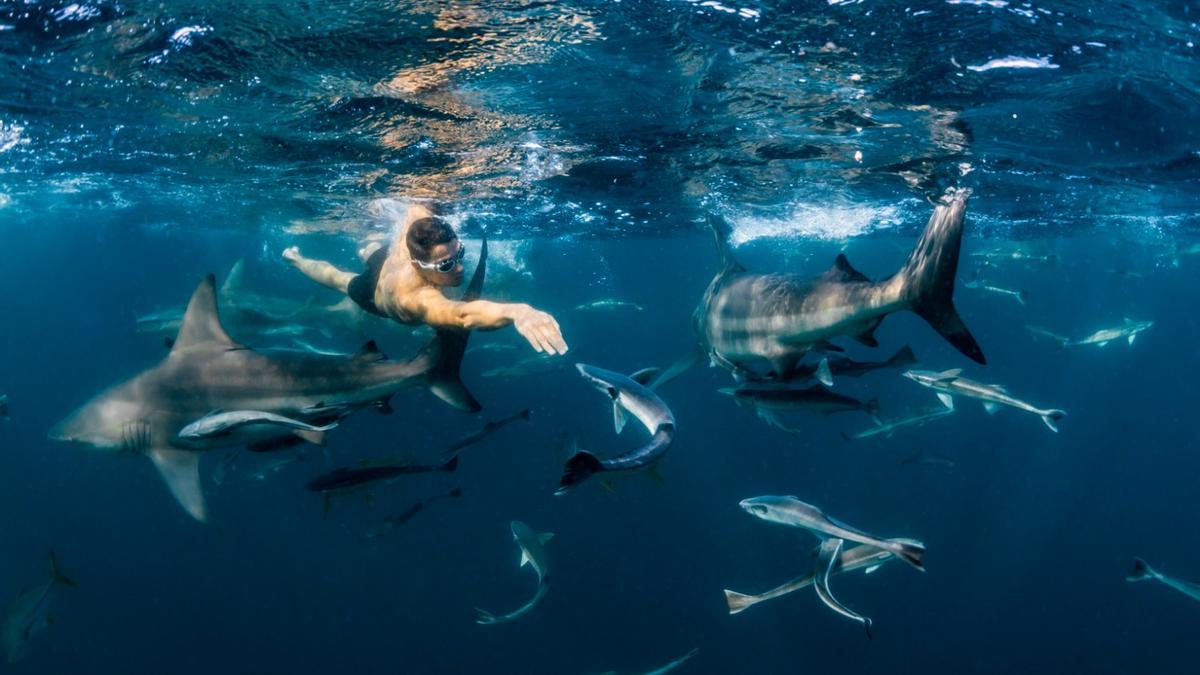 El inversor Pablo Fernández, nadando con tiburones en Sudáfrica.