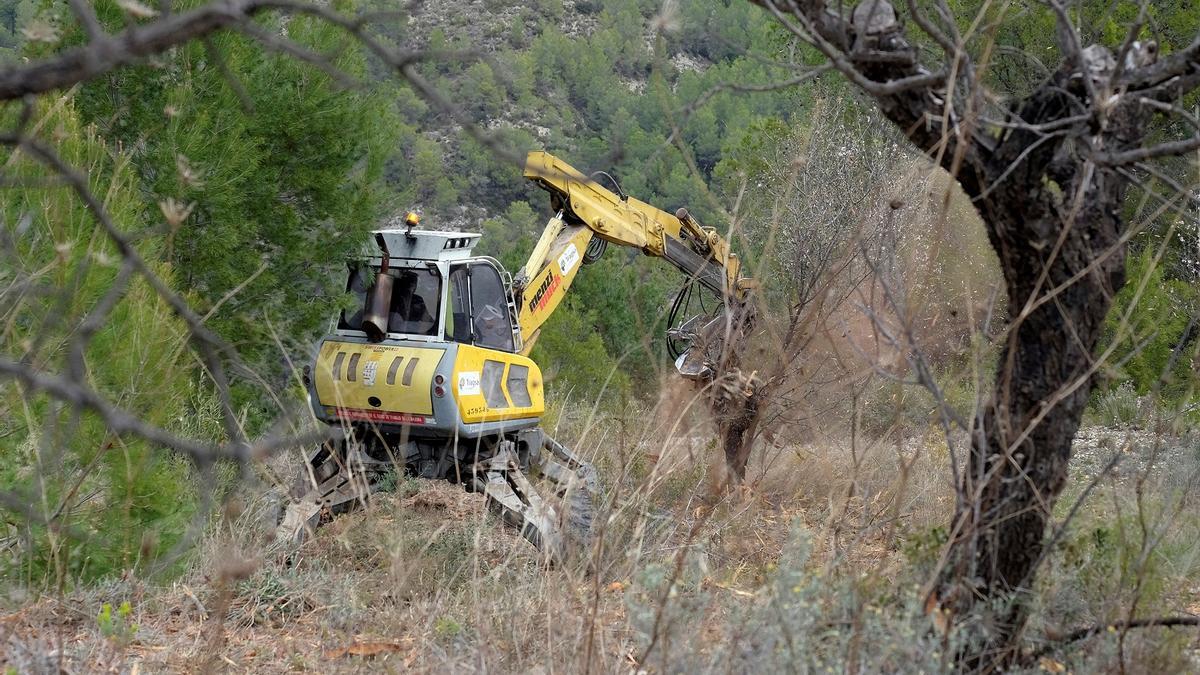 Eliminación de almendros en Alicante