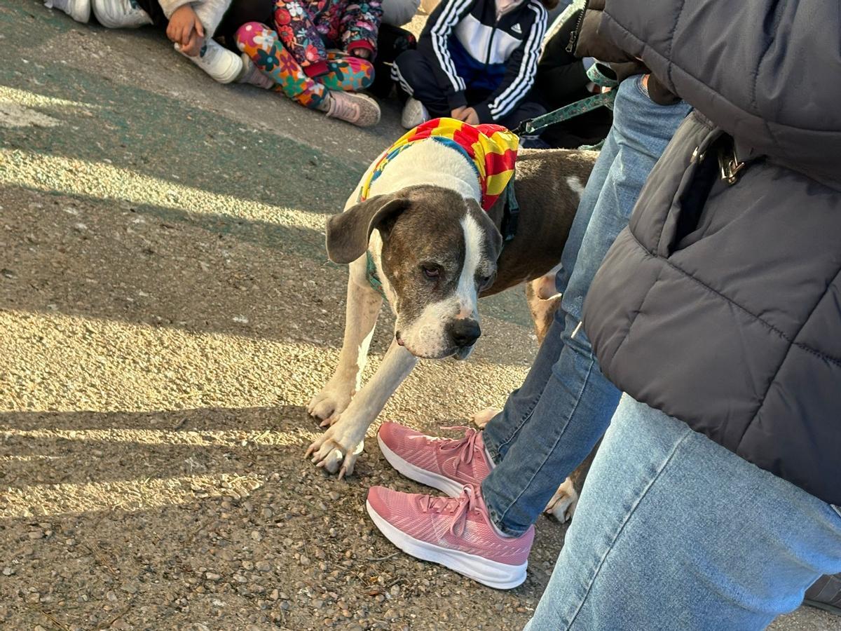 Otto, el perro de la protectora.