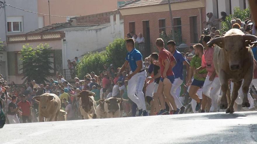 Novillos como rayos en Calasparra