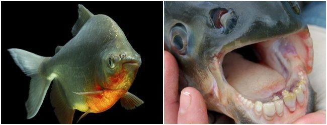 El pez Pacu, con una dentadura que ya quisieran algunos humanos