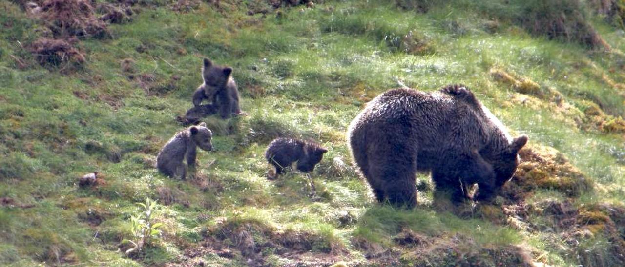 Una hembra de oso cantábrico con sus crías.