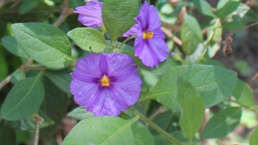 El solano de flor azul, planta de agosto
