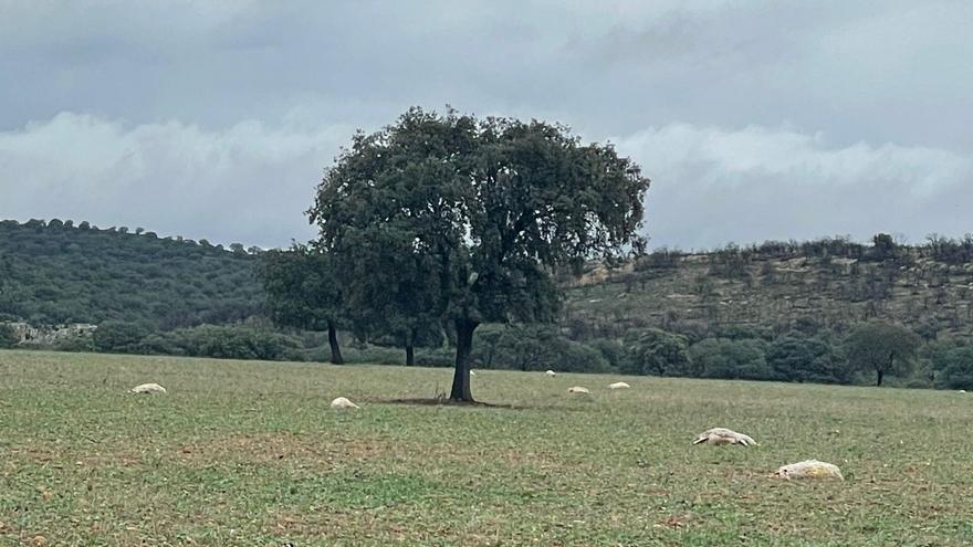 Una lobada acaba con 80 ovejas en una finca de Zamora