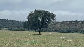 Una lobada acaba con 80 ovejas en una finca de Zamora