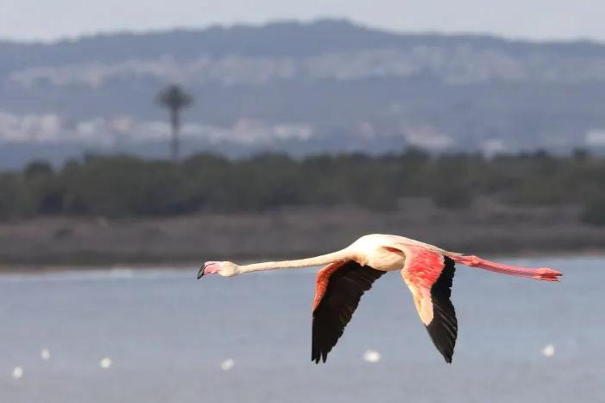 Un flamenco común en vuelo sobre el espejo de agua de la laguna de La Mata