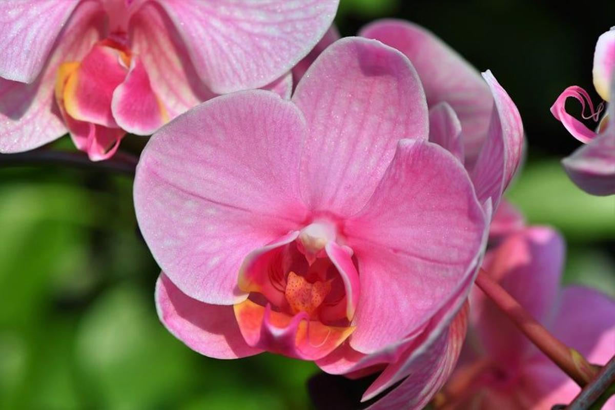 Colombia con sus hermosas orquídeas