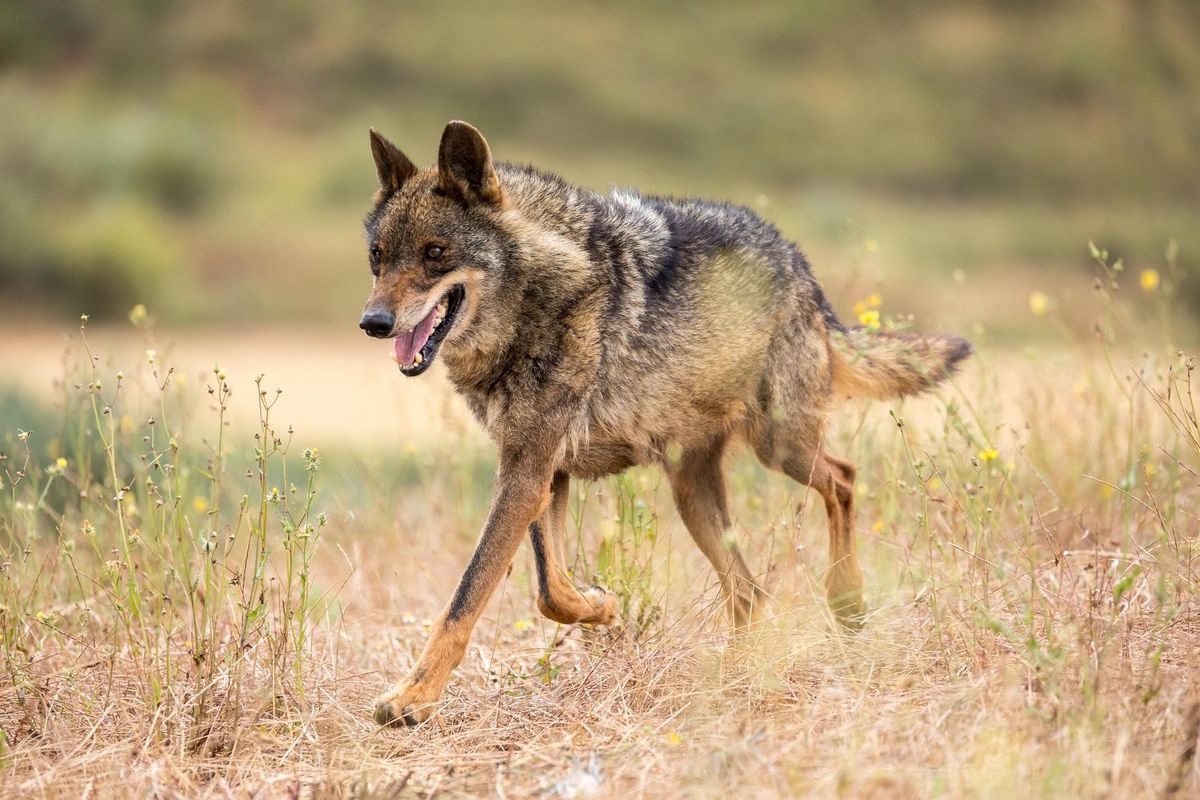 Ejemplar de lobo ibérico