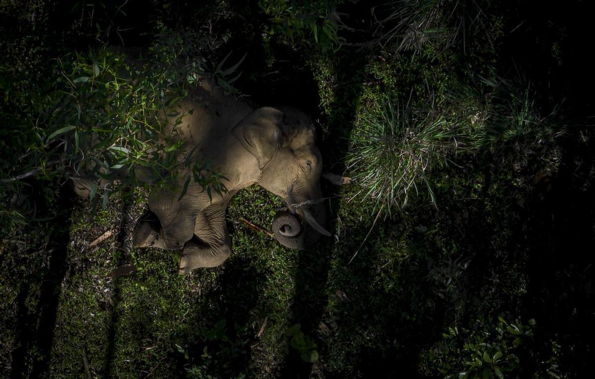 Sleeping giant, ganadora de la categoría 'Wildlife'