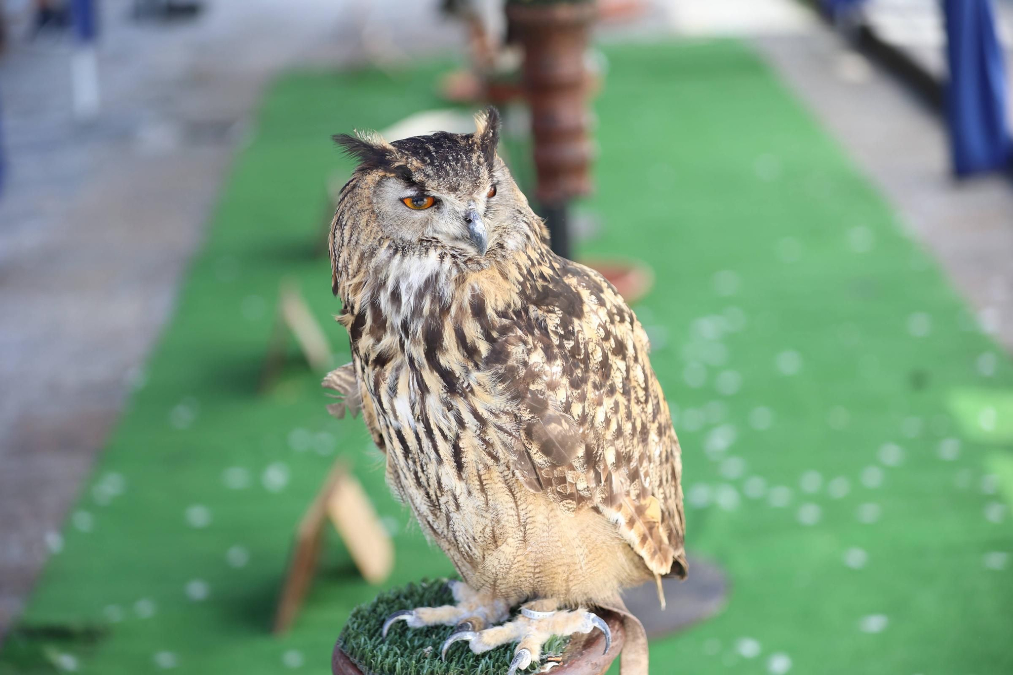 XXVI Feira Franca Medieval en Betanzos
