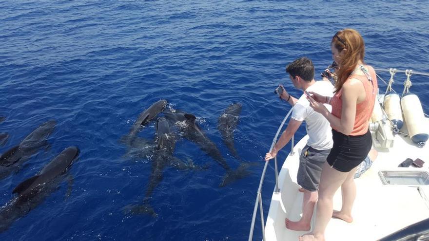 El grupo de periodistas disfrutó de experiencias singulares como el avistamiento de cetáceos.