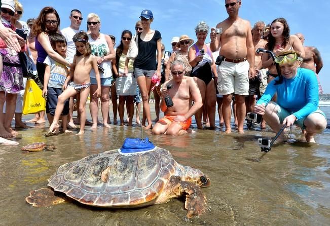 18/03/2016 PLAYA DEL INGLES, SAN BARTOLOME DE TIRAJANA. Suelta de tortugas bobas en Playa del Ingles. Foto: SANTI BLANCO