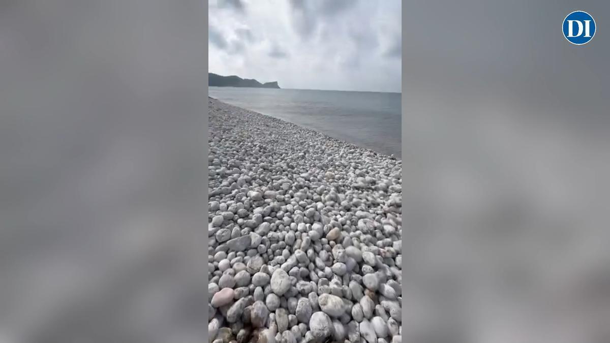 Cría de delfín hayada muerta en es Codolar.