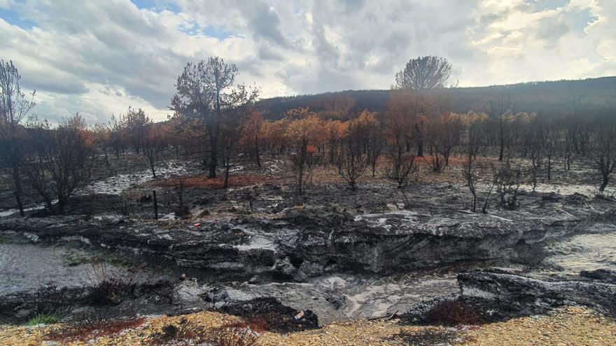 La Alianza denuncia: Ganaderos de terrenos afectados por incendios, penalizados en la PAC