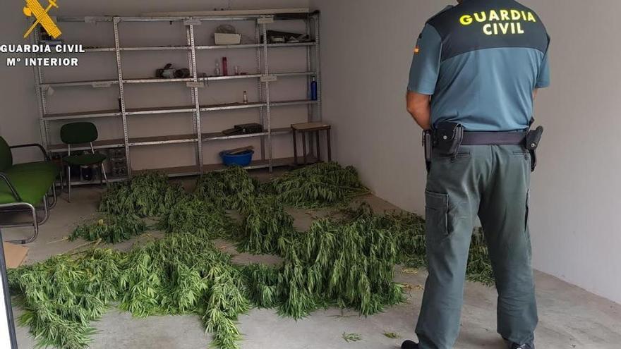 Dos detenidos por cultivar marihuana en una parcela de Peñarroya-Pueblonuevo