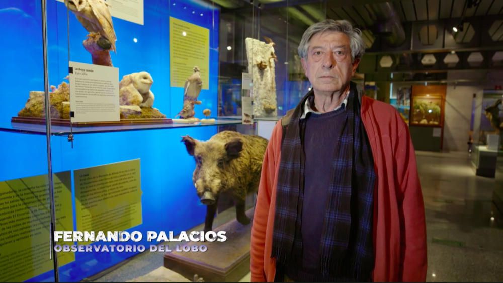 Programa "Wild Frank", de Frank de la Jungla, grabado en el Centro del Lobo Ibérico de Castilla y León en Robledo (Zamora)